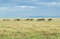 Ndutu Gnu vandring02